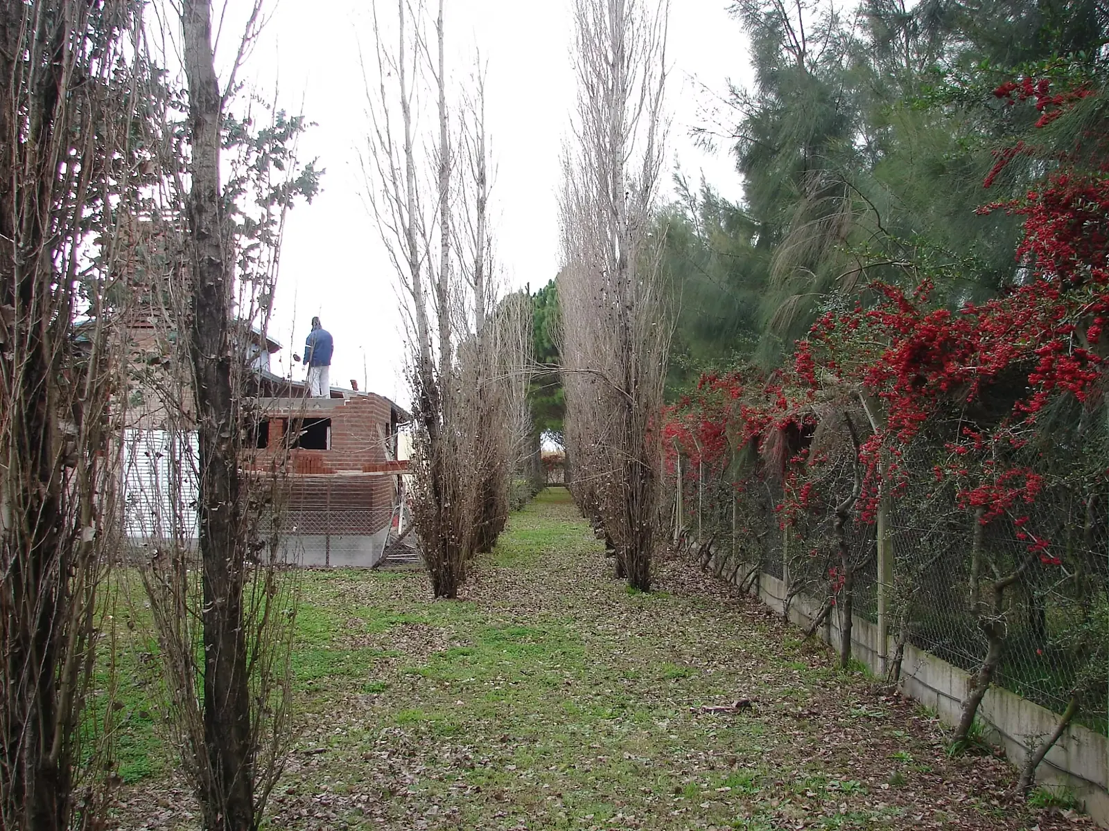 Cortinas forestales