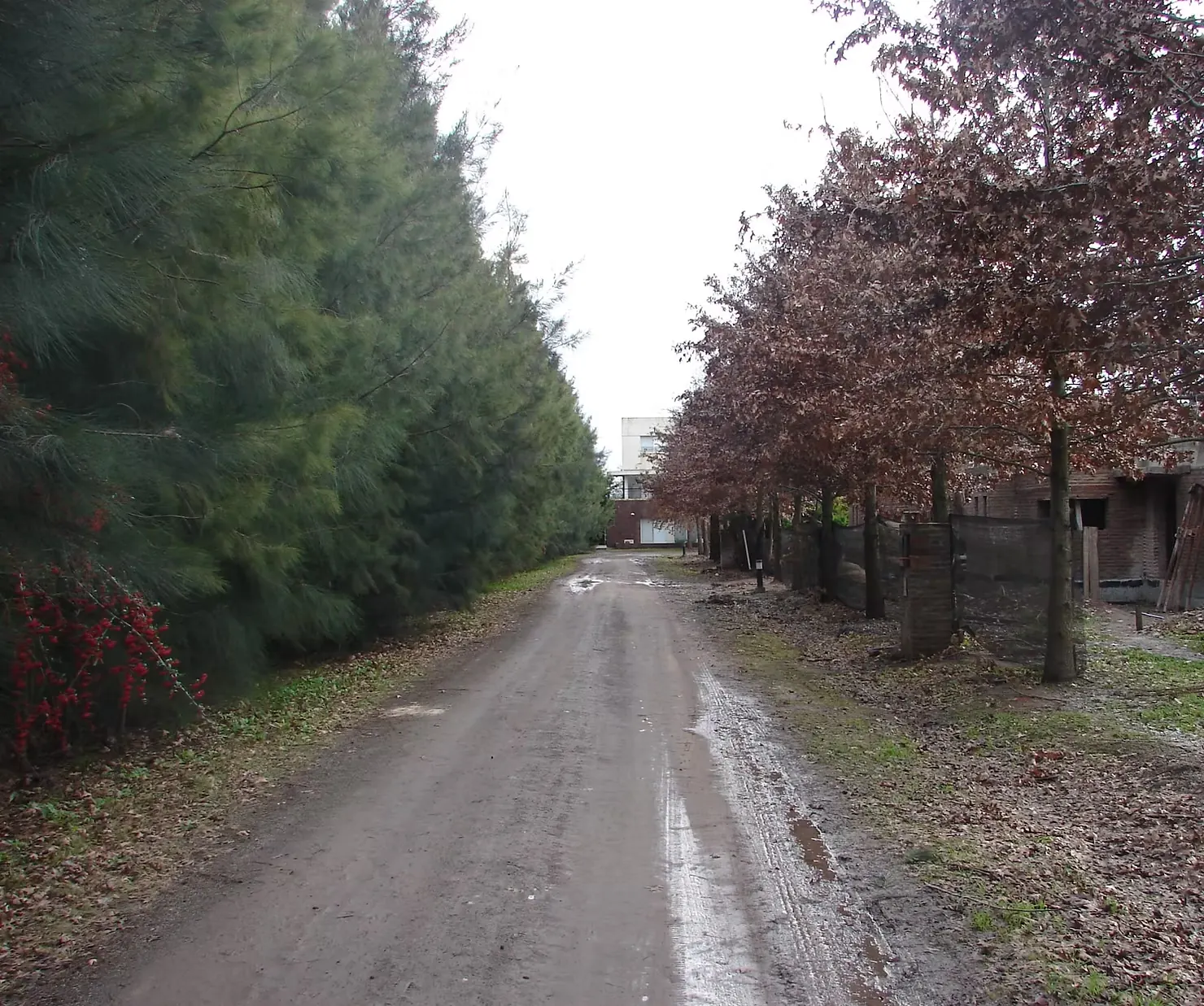 Cortinas forestales
