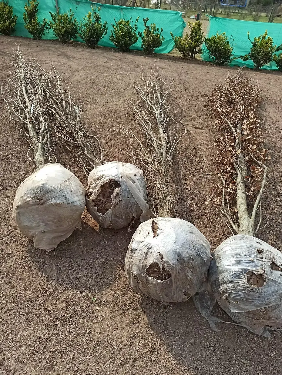 Plantación de ejemplares